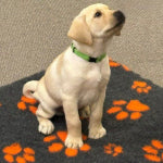 Puppy sitting on a mat with orange paw prints on a carpeted floor